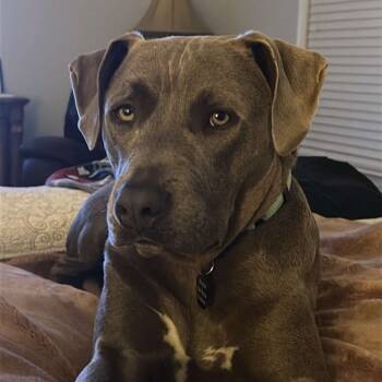 Rescue Mixed Breed Dogs for Adoption in Savannah, Georgia - The Don | PetCurious
