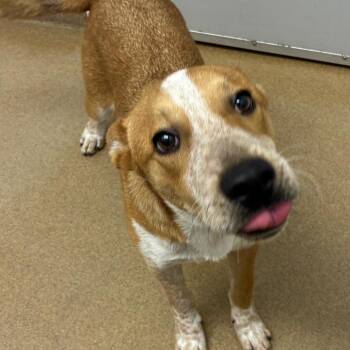 Cattle Dog Dogs Available for Adoption - Garth | PetCurious