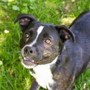 Kenny -  Mixed Breed Dog for Adoption in Middletown, Rhode Island - Kenny | PetCurious