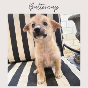 BUTTERCUP -  Shepherd and Mixed Breed Dog for Adoption in San Juan Capistrano, California - BUTTERCUP | PetCurious