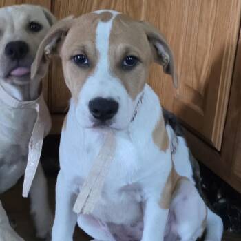 Valor -  Hound and Mixed Breed Dog for Adoption in Grinnell, Iowa - Valor | PetCurious