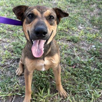 Rescue Shepherd Dogs for Adoption in Harlingen, Texas - Bailey | PetCurious