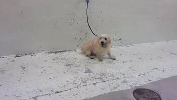 A2096537 -  Chihuahua and Mixed Breed Dog for Adoption in Houston, Texas - A2096537 | PetCurious