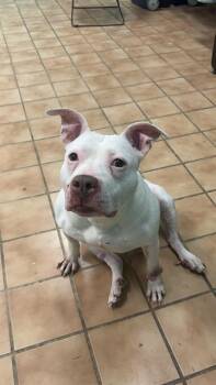 Pit Bull Terrier Dogs Available for Adoption - SPARKLE | PetCurious