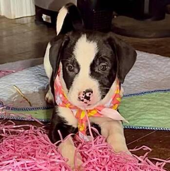 Labrador Retriever Dogs Available for Adoption in Grand Bay, Alabama - Piper | PetCurious