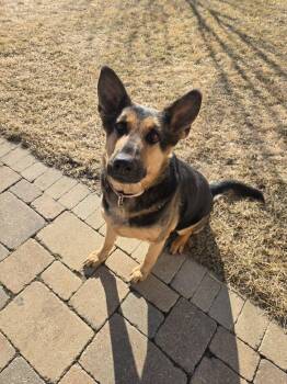 German Shepherd Dog Dogs Available for Adoption - Loki | PetCurious