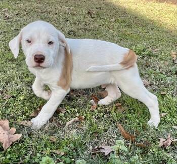 Terrier Dogs Available for Adoption - Montey | PetCurious