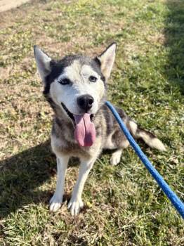 Rescue Siberian Husky Dogs for Adoption in Wooster, Ohio - Nova | PetCurious