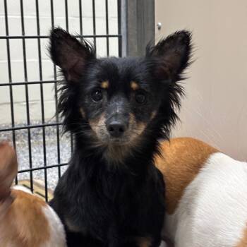 Baja -  Mixed Breed Dog Available for Adoption in Fairport, New York - Baja | PetCurious