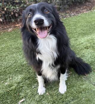 Border Collie Dogs Available for Adoption - MURPHY | PetCurious