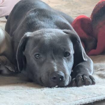 Labrador Retriever and Pit Bull Terrier Dogs Available for Adoption in Mooresville, Indiana - Madeline | PetCurious