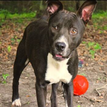 Baxter -  Pit Bull Terrier Dog for Adoption in Birmingham, Alabama - Baxter | PetCurious