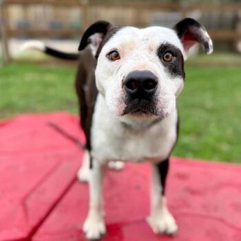Pinto Bug your Painted Pal -  Pit Bull Terrier and American Bully Dog for Adoption in Friendswood, Texas - Pinto Bug Your Painted Pal | PetCurious