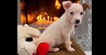 Mixed Breed Dogs Available for Adoption in Dallas, Texas - Nevada Pups: Nora | PetCurious