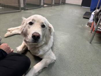 Great Pyrenees Dogs Available for Adoption in Santa Fe, New Mexico - BELLA | PetCurious