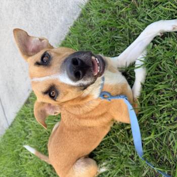 Toby -  Mixed Breed Dog for Adoption in Tampa, Florida - Toby | PetCurious