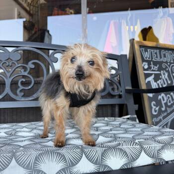 Chancelor -  Yorkshire Terrier Dog for Adoption in Broken Arrow, Oklahoma - Chancelor | PetCurious