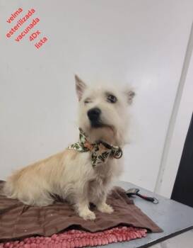 Velma -  Jack Russell Terrier Dog for Adoption in Ventura, California - Velma | PetCurious