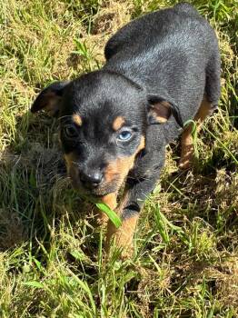 Java?" -  Hound Dog for Adoption in Little Rock, Arkansas - Java?" | PetCurious