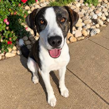 Tate -  Hound and Mixed Breed Dog for Adoption in Chesapeake, Virginia - Tate | PetCurious