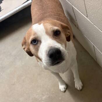 Lacey- 101614U -  Terrier and Mixed Breed Dog for Adoption in Tupelo, Mississippi - Lacey- 101614U | PetCurious