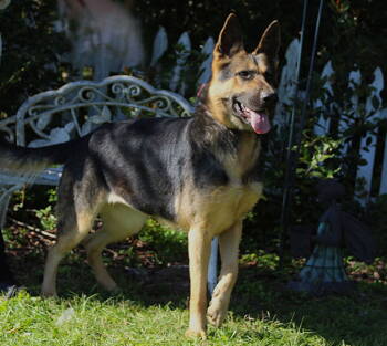 Rescue German Shepherd Dog Dogs for Adoption in Holly Hill, South Carolina - Arya-2 Years/Wonderful Girl/Fully Vetted $425 | PetCurious
