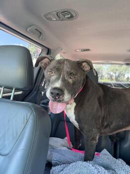 Smokey -  American Bulldog Dog for Adoption in Lakeland, Florida - Smokey | PetCurious