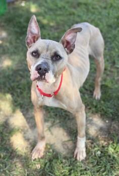 Rescue Mixed Breed Dogs for Adoption in West Chester, Pennsylvania - Stormi | PetCurious