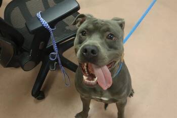 Rescue Mixed Breed Dogs for Adoption in Columbia, South Carolina - WARLOCK | PetCurious