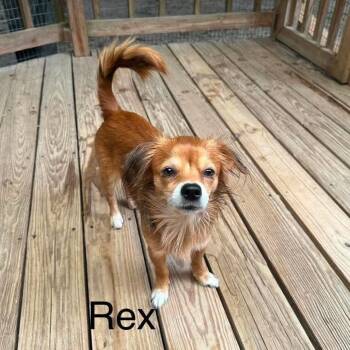 Rexx D11566 -  Chihuahua and Spaniel Dog for Adoption - Rexx D11566 | PetCurious