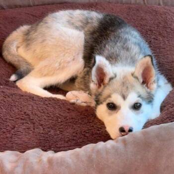 Ember -  Husky and Mixed Breed Dog for Adoption in King City, Ontario - Ember | PetCurious