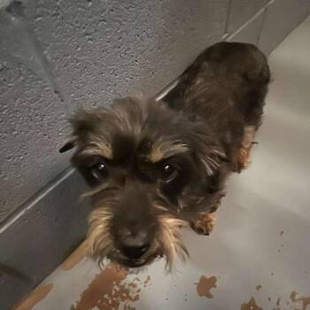 Mixed Breed Dogs Available for Adoption in Gadsden, Alabama - Morgan Le Fay | PetCurious