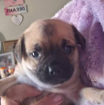 Pug Dogs Available for Adoption in Severance, Colorado - Austin | PetCurious