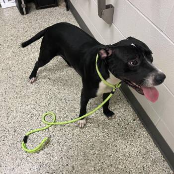 Tango -  Pit Bull Terrier Dog for Adoption in Cedar Rapids, Iowa - Tango | PetCurious