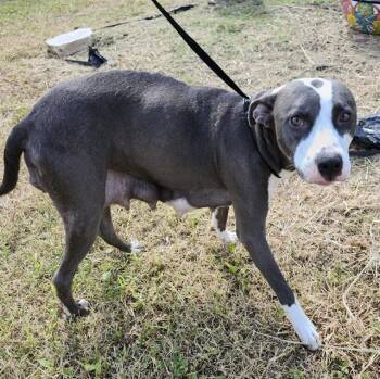 DARCY -  American Staffordshire Terrier Dog for Adoption in San Antonio, Texas - DARCY | PetCurious