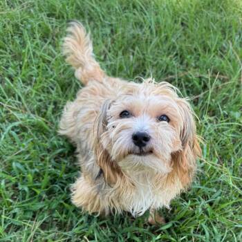 Augustus -  Miniature Poodle and Cavalier King Charles Spaniel Dog for Adoption in Houston, Texas - Augustus | PetCurious