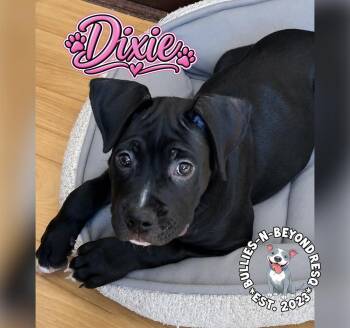 Dixie -  Boxer Dog for Adoption in Omaha, Nebraska - Dixie | PetCurious