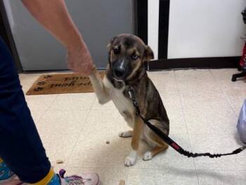 German Shepherd Dog and Siberian Husky Dogs Available for Adoption in Sugar Land, Texas - SHADOW | PetCurious