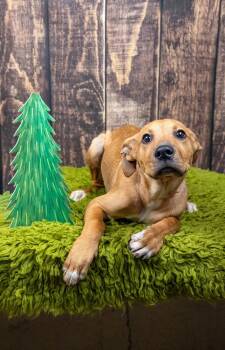 769-26 -  Shepherd Dog for Adoption in Brighton, Colorado - 769-26 | PetCurious