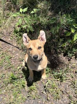 Rescue Cattle Dog Dogs for Adoption in Chinle, Arizona - Chesterfield | PetCurious