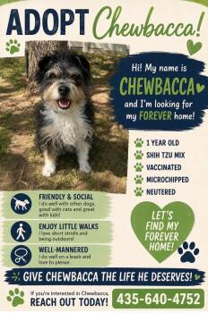 Chewbacca -  Mixed Breed Dog for Adoption in Heber City, Utah - Chewbacca | PetCurious
