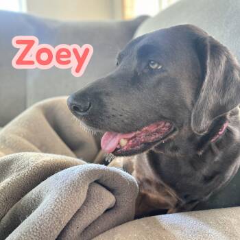 Labrador Retriever Dogs Available for Adoption - Zoey - Quintessential Lab! | PetCurious