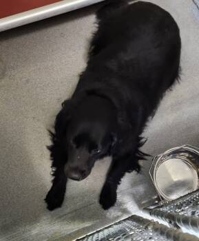 Rescue Cocker Spaniel and Labrador Retriever Dogs for Adoption in Roanoke, Virginia - Kush | PetCurious