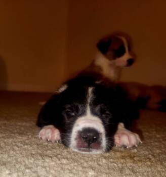 Rescue Mixed Breed Dogs for Adoption in Atlanta, Georgia - Apple Pie | PetCurious