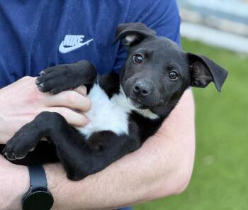 Catahoula Leopard Dog Dogs Available for Adoption - Little Debbie - Rub My Belly Please | PetCurious