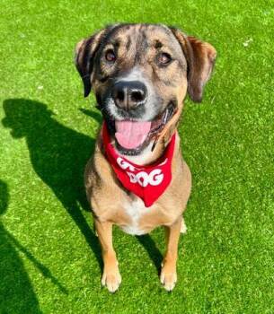 Shepherd Dogs Available for Adoption in Long Beach, New York - Rudy | PetCurious