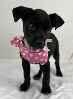 Rescue Labrador Retriever Dogs for Adoption in Gainesville, Virginia - Fallon | PetCurious