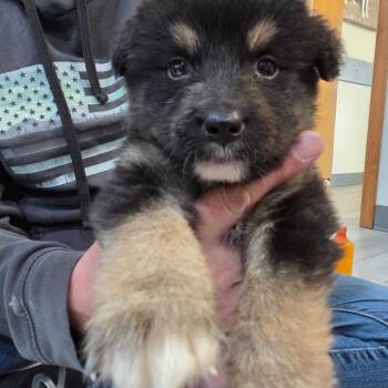 Newton 4 -  Australian Cattle Dog Blue Heeler and Bernese Mountain Dog Dog for Adoption in Belfair, Washington - Newton 4 | PetCurious