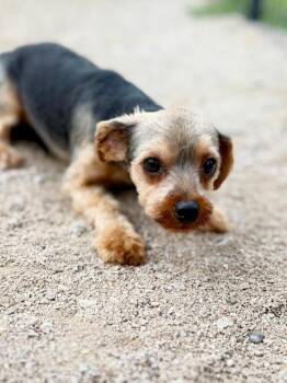 Sammy -  Yorkshire Terrier Dog for Adoption in Muskegon, Michigan - Sammy | PetCurious