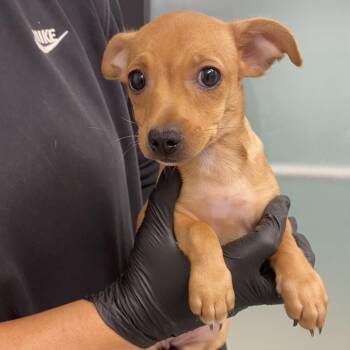 Chihuahua and Mixed Breed Dogs Available for Adoption in Abilene, Texas - Georgia | PetCurious
